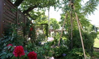 Rose garden and Green Curtain