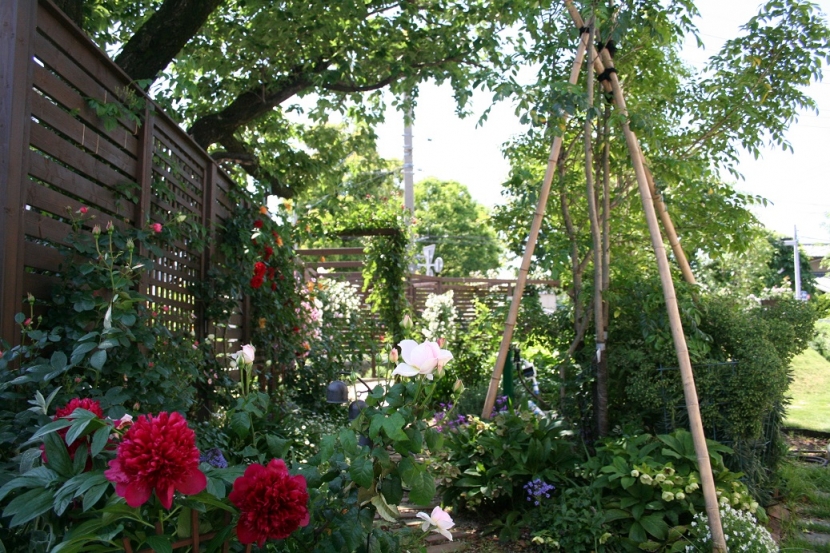 四季が楽しめるガーデン (Rose garden and Green Curtain)