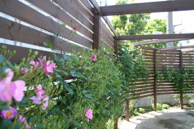 ローズガーデン５月 (Rose garden and Green Curtain)
