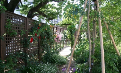 ローズガーデン５月｜Rose garden and Green Curtain