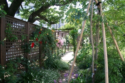 ローズガーデン５月 (Rose garden and Green Curtain)