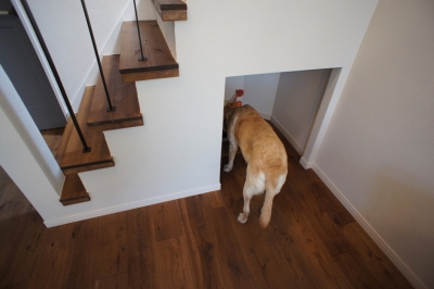 階段下・犬のトイレ (『BASC GRAY』 ― 飾る、見せる)