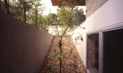 植栽（撮影：淺川敏）｜代々木西原の家